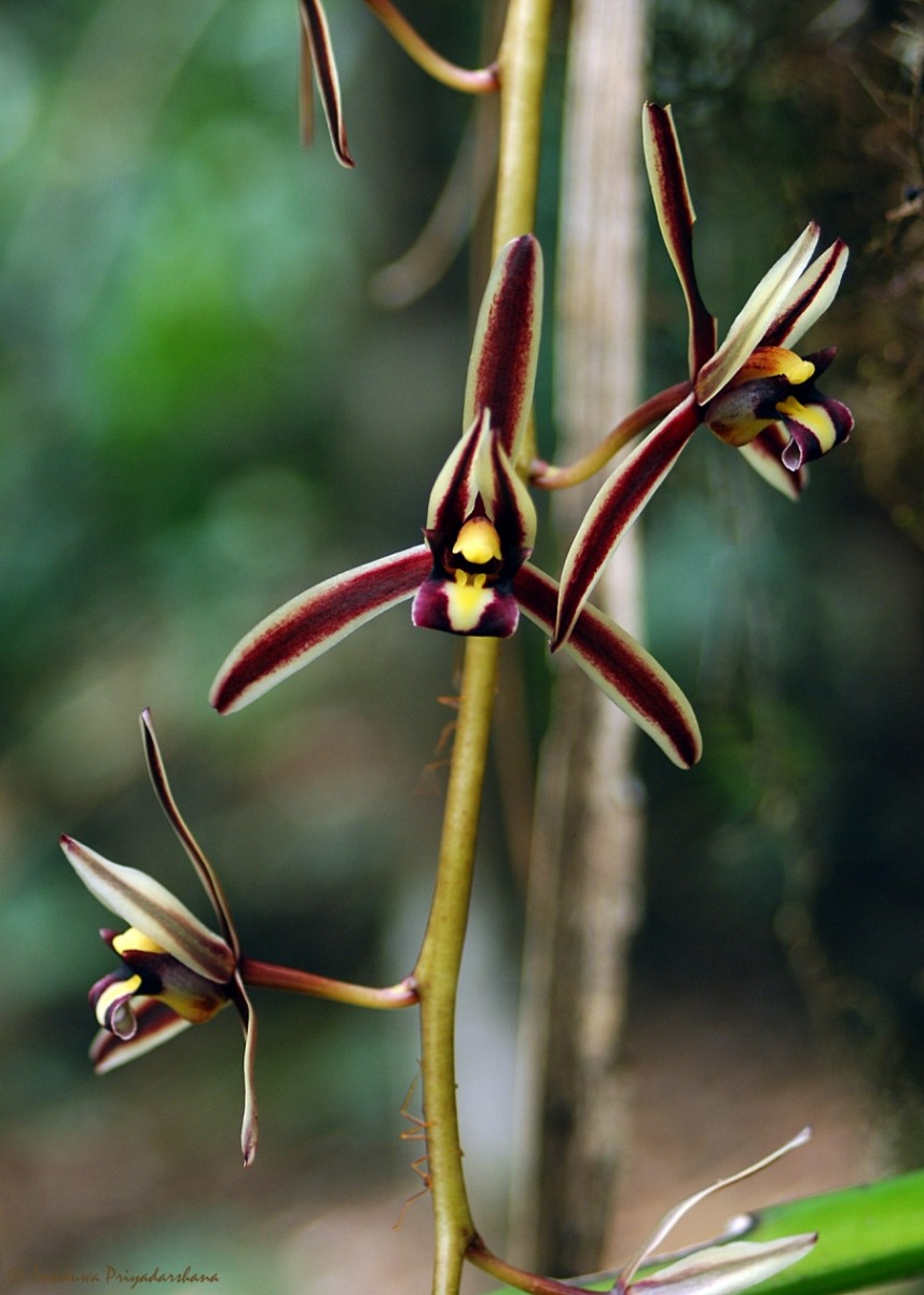 Cymbidium bicolor Lindl.